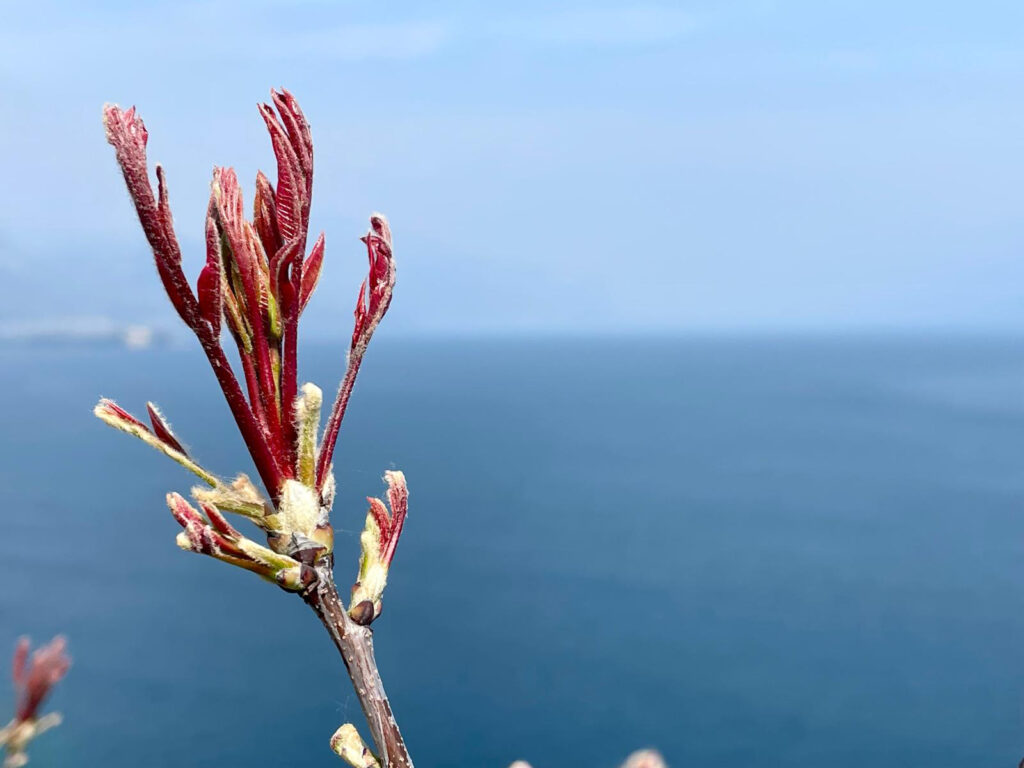 Gemme in fioritura fotografate alla Rocca di Manerba del Garda sul Lago di Garda, simbolo di rinascita e nuova energia